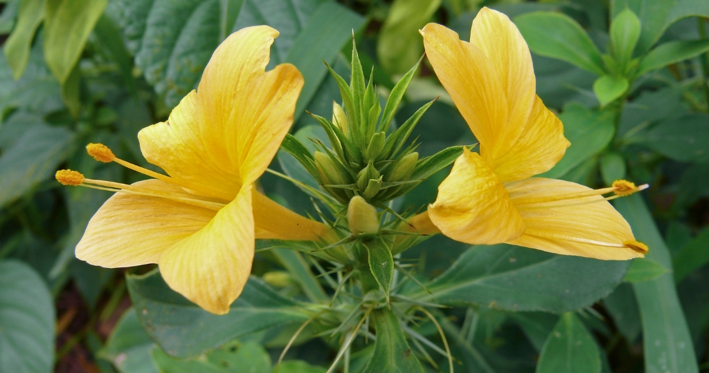 Vajradanti Plant