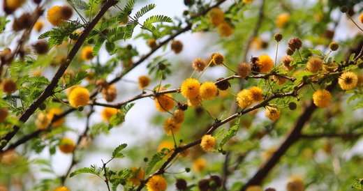 Babool (Indian Gum) 