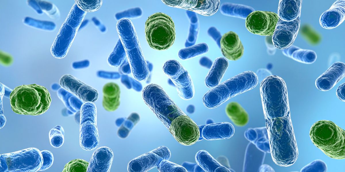Good Gut Bacteria