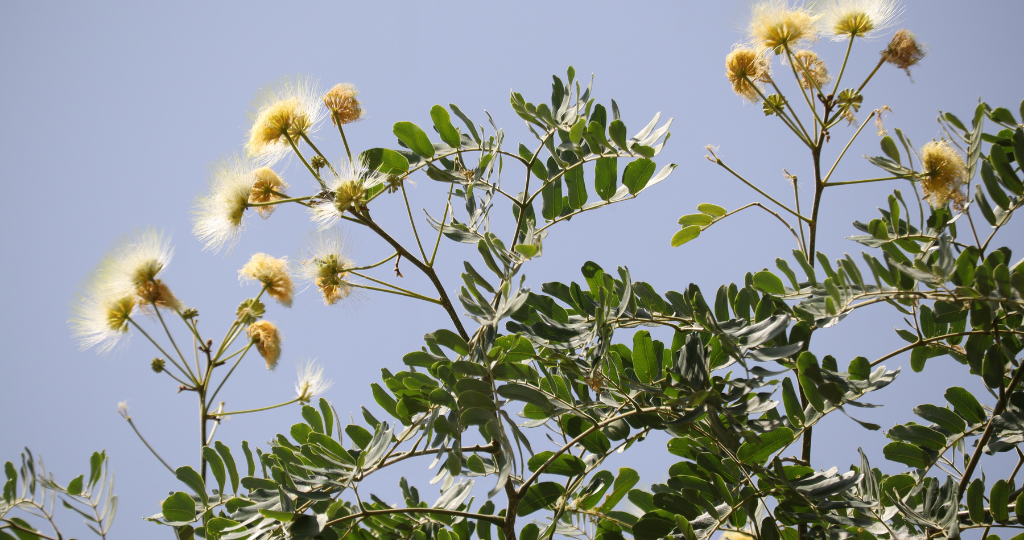 Shirish herb
