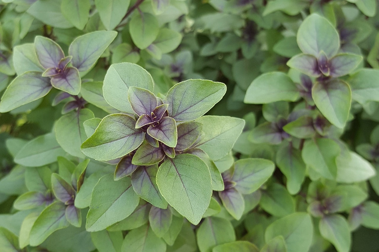 Tulsi plant